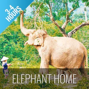 Half Day Activity Koh Samui Elephant Home Animal Shelter