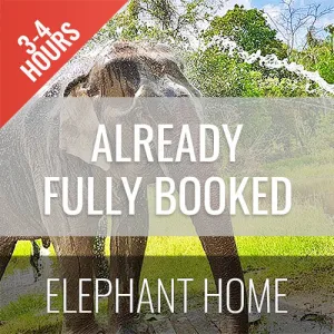 <b>**Hot Deal 30%**</b></br> Half Day Activity Elephant Home Shelter