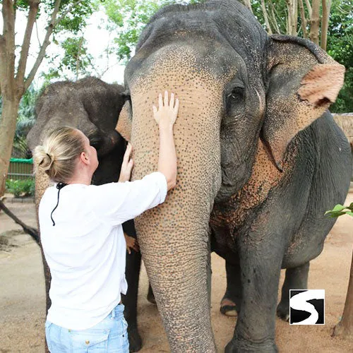 <b>**Hot Deal 30%**</b></br> Half Day Activity Elephant Home Shelter