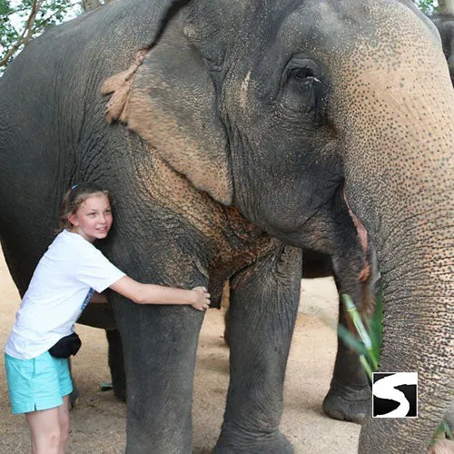 <b>**Hot Deal 30%**</b></br> Half Day Activity Elephant Home Shelter