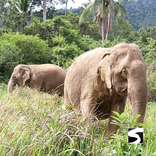 <b>**Hot Deal 30%**</b></br> Half Day Activity Elephant Home Shelter