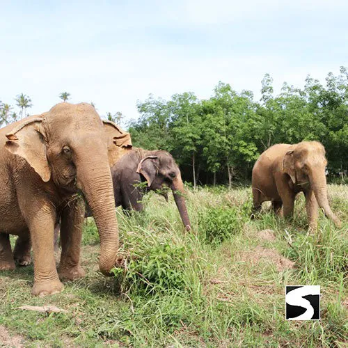 <b>**Hot Deal 30%**</b></br> Half Day Activity Elephant Home Shelter