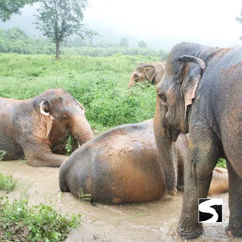 <b>**Hot Deal 30%**</b></br> Half Day Activity Elephant Home Shelter