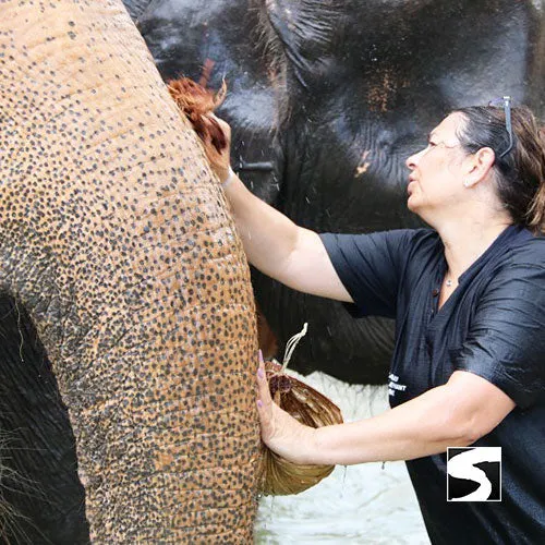 <b>**Hot Deal 30%**</b></br> Half Day Activity Elephant Home Shelter