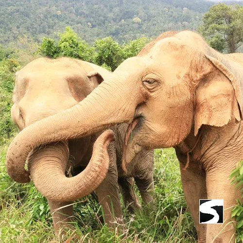 <b>**Hot Deal 30%**</b></br> Half Day Activity Elephant Home Shelter