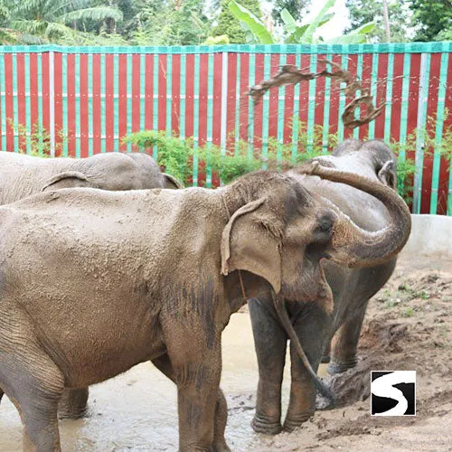 <b>**Hot Deal 30%**</b></br> Half Day Activity Elephant Home Shelter