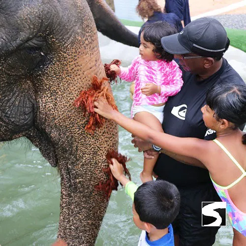 <b>**Hot Deal 30%**</b></br> Half Day Activity Elephant Home Shelter